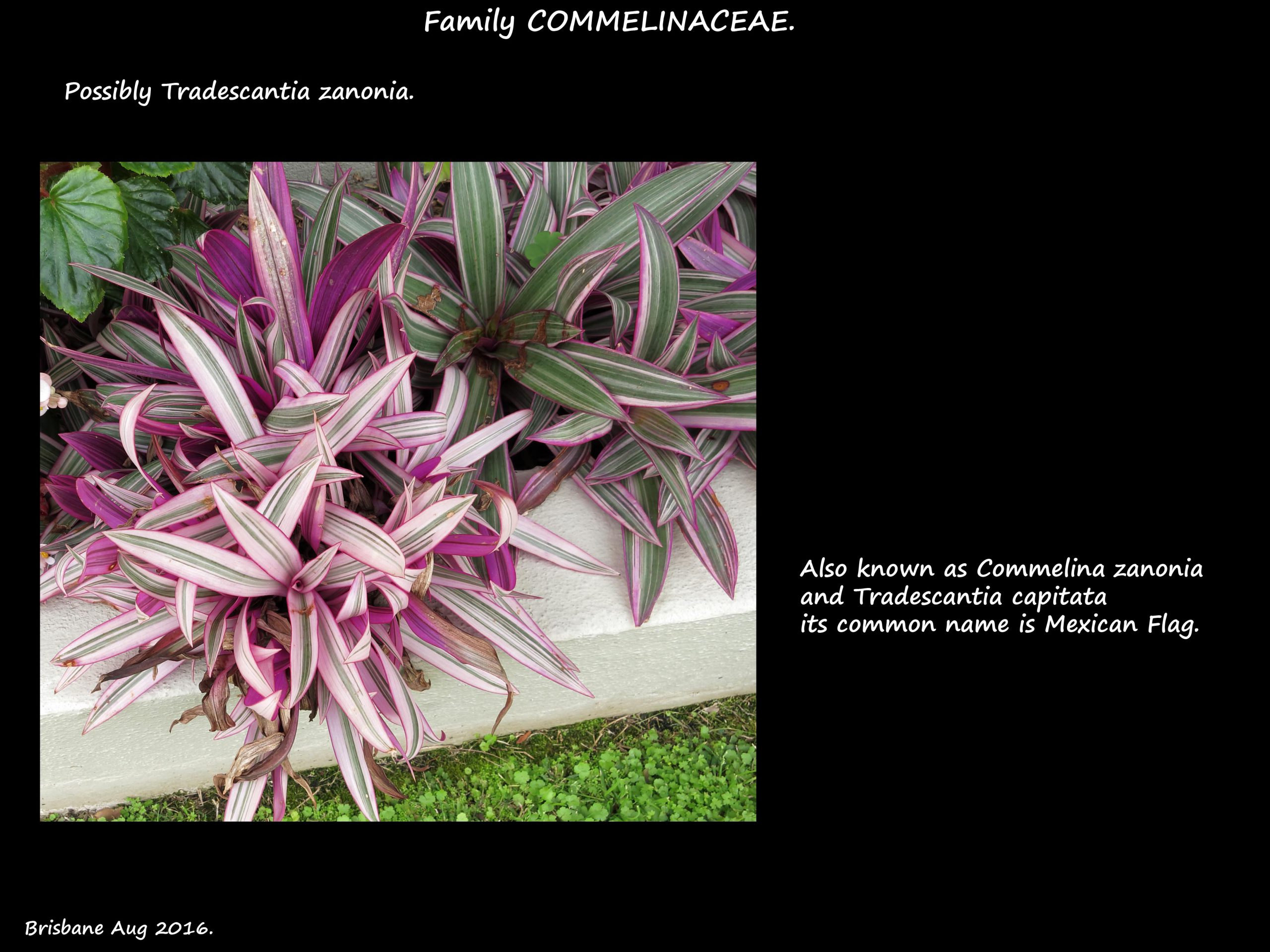 Tradescantia zanonia